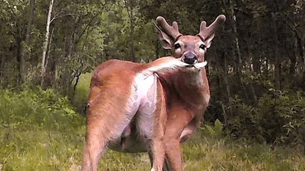 50 Times Trail Cameras Captured What Animals Get Up To When Nobody Is Looking