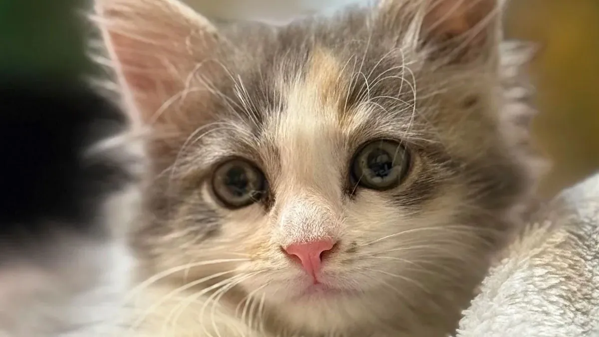 50 Newly Adopted Pets Who Brought Happiness And Warmth To People's Homes In October
