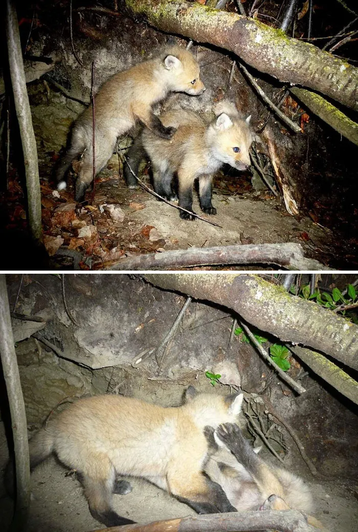 Fox Pups