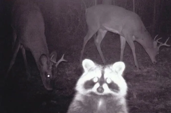 A Raccoon Photo Bombing