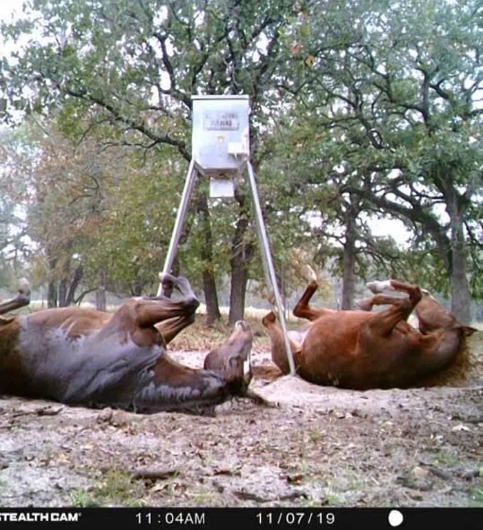 My Parent's Got A Snapshot Of Some Movement On Their Trail Cam. Wasn't Exactly What They Expected