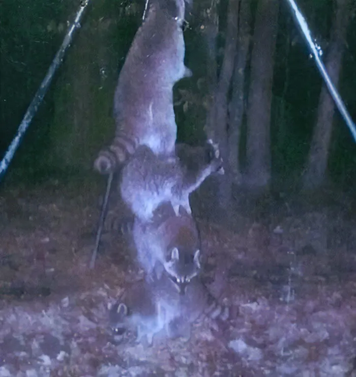 I Set My Deer Feeder High Off The Ground, So The Raccoons Couldn't Reach It
