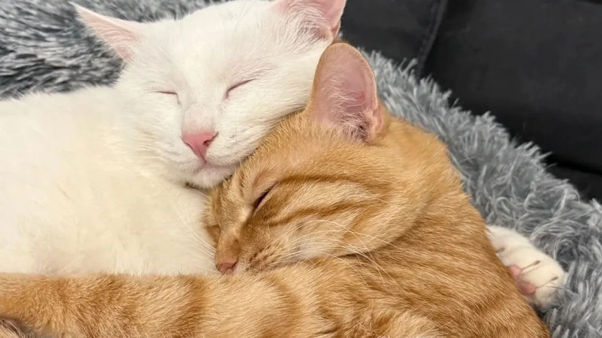 48 ‘Cats On Cats’ Images That Are Literally Cuteness Overload