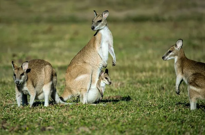 There Is More Than One Species Of Kangaroo