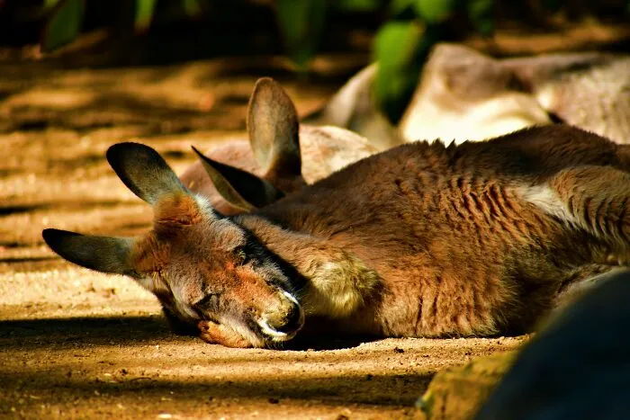 Kangaroos Are Mostly Nocturnal