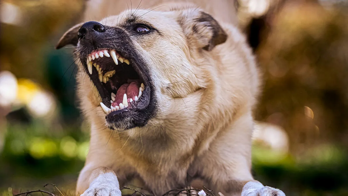 Hey Pandas, I Can’t Afford To Move But My Neighbor Threatens My Safety, What Can I Do?