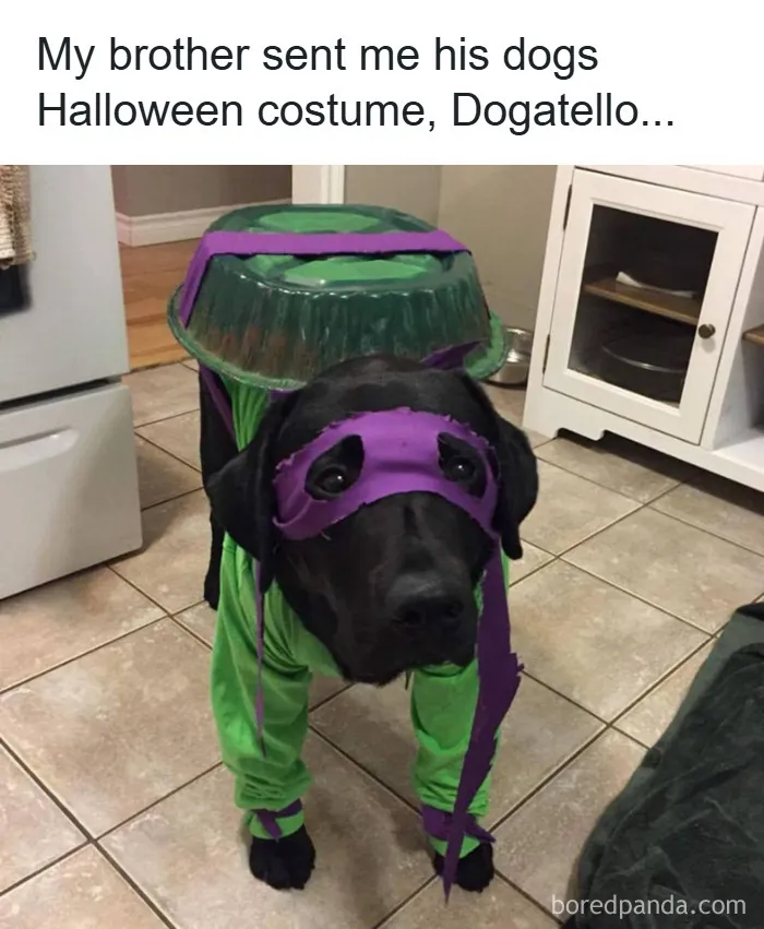 50 Animal Memes That Remind Us Life’s Better With A Little Fur And Chaos (New Pics)