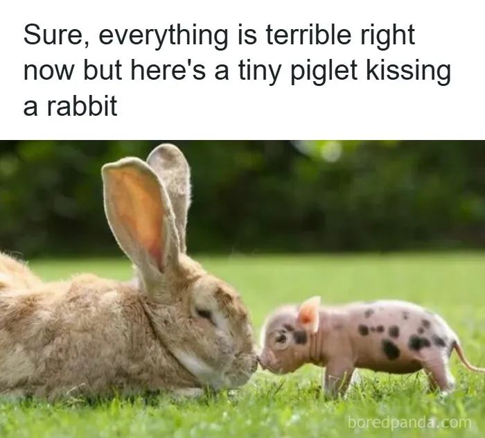 50 Hilarious Photos That Might Make You Love Animals Even More