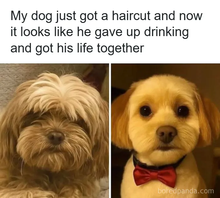50 Hilarious Photos That Might Make You Love Animals Even More