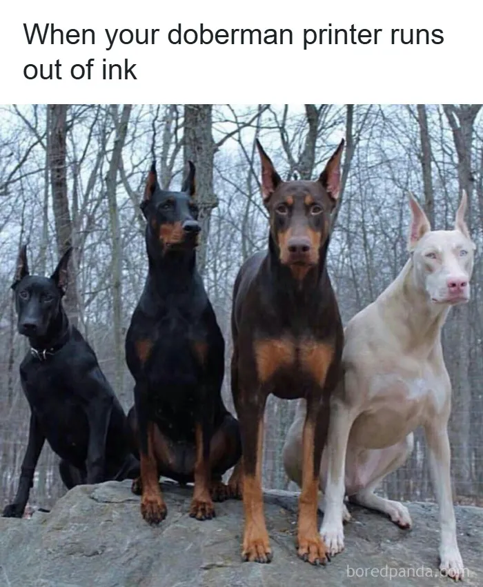 50 Hilarious Photos That Might Make You Love Animals Even More