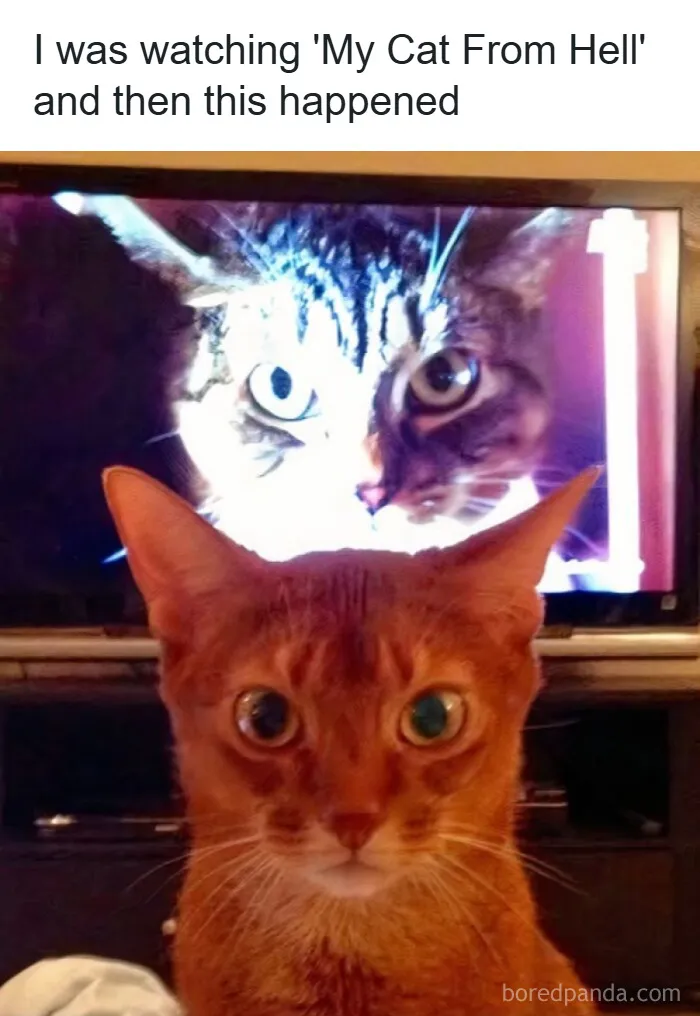 50 Hilarious Photos That Might Make You Love Animals Even More