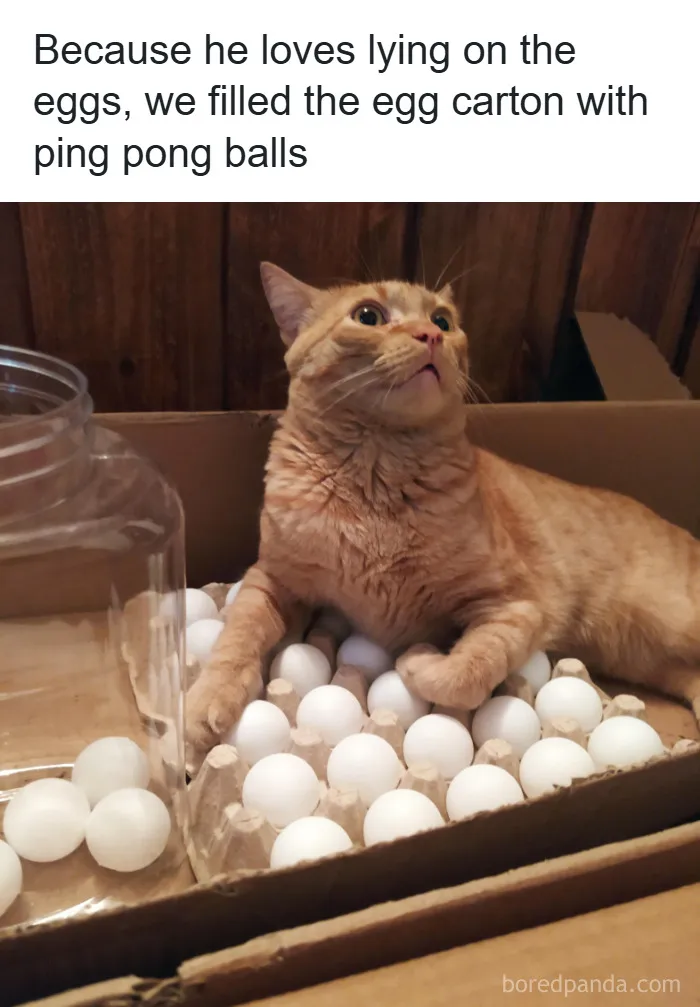 50 Hilarious Photos That Might Make You Love Animals Even More