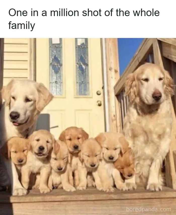50 Hilarious Photos That Might Make You Love Animals Even More