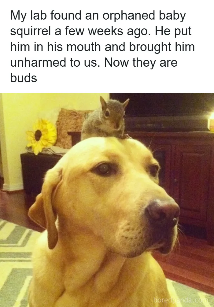 50 Hilarious Photos That Might Make You Love Animals Even More