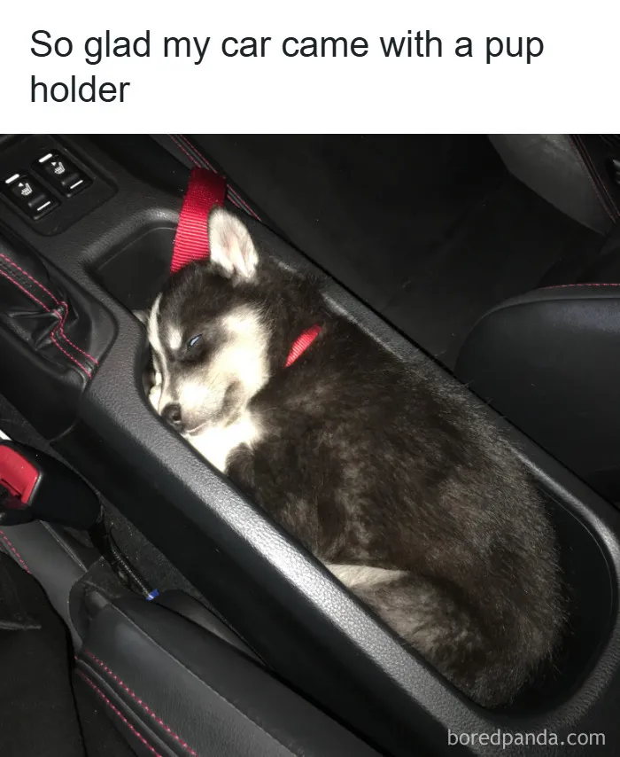 50 Animal Memes That Remind Us Life’s Better With A Little Fur And Chaos (New Pics)