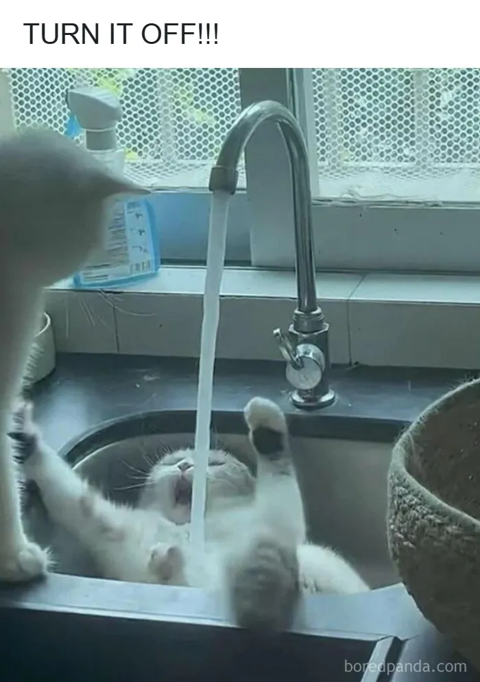 Cats Make The World A Better Place Just By Existing And These 50 Pics Prove It