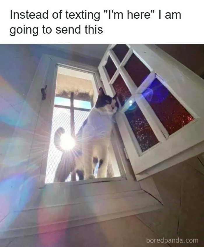 Cats Make The World A Better Place Just By Existing And These 50 Pics Prove It