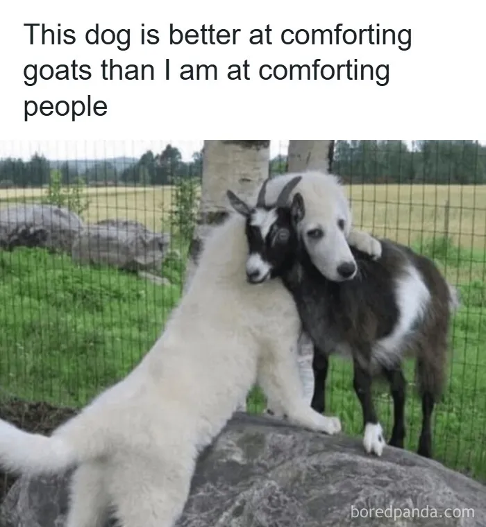 50 Animal Memes That Remind Us Life’s Better With A Little Fur And Chaos (New Pics)