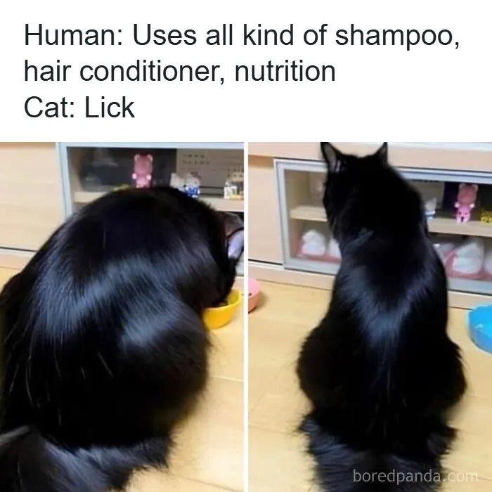 Cats Make The World A Better Place Just By Existing And These 50 Pics Prove It