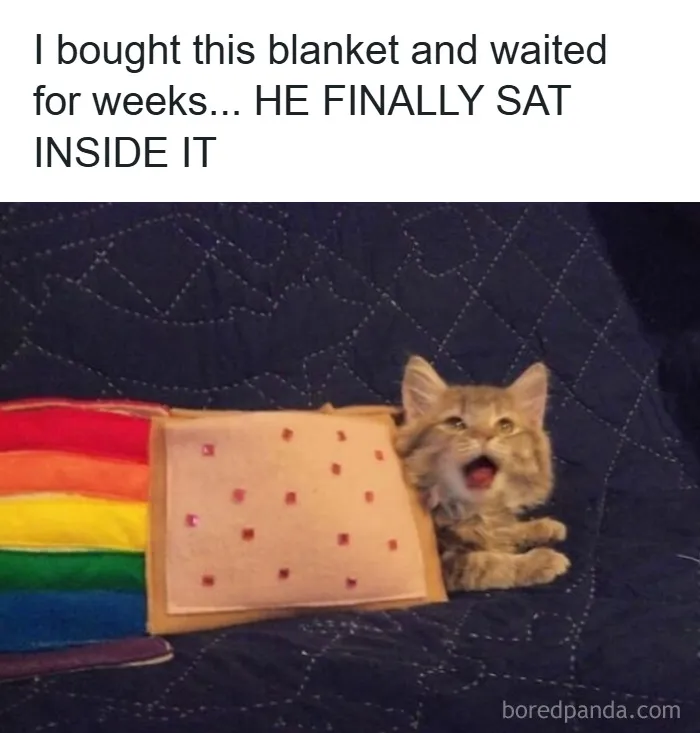 Cats Make The World A Better Place Just By Existing And These 50 Pics Prove It