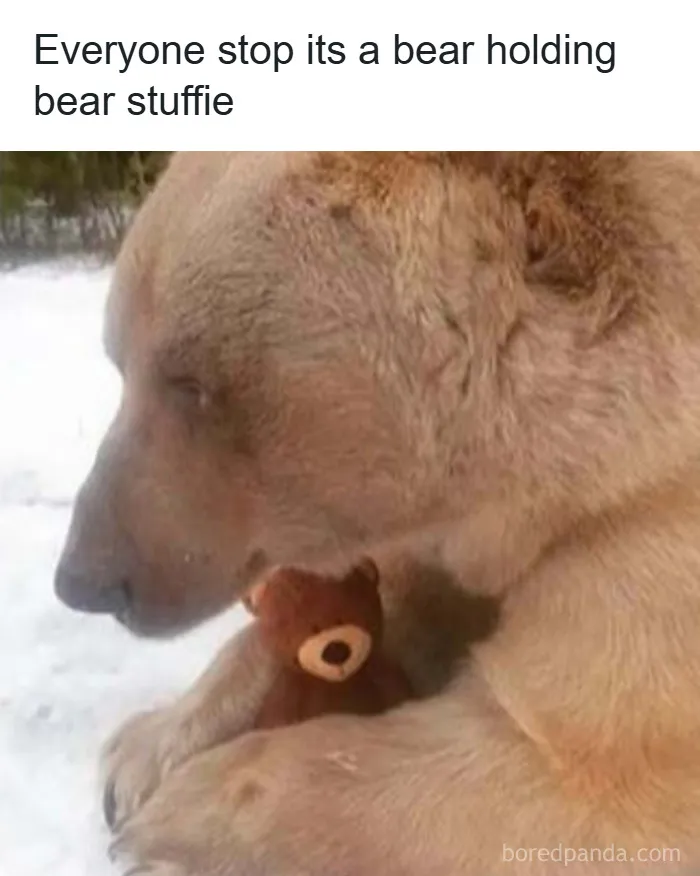 50 Hilarious Animal Memes That Might Make Your Day At Least Slightly Better