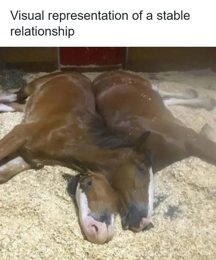 50 Hilarious Animal Memes That Might Make Your Day At Least Slightly Better