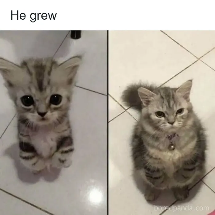 Cats Make The World A Better Place Just By Existing And These 50 Pics Prove It
