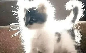 Cats Make The World A Better Place Just By Existing And These 50 Pics Prove It