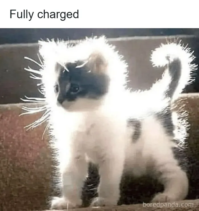 Cats Make The World A Better Place Just By Existing And These 50 Pics Prove It