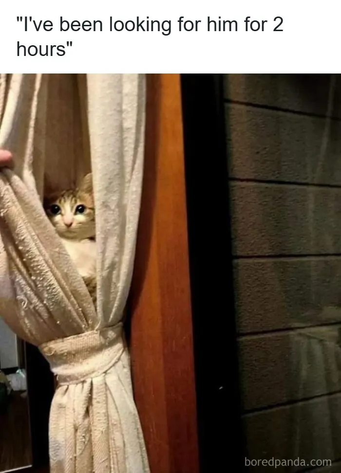 Cats Make The World A Better Place Just By Existing And These 50 Pics Prove It