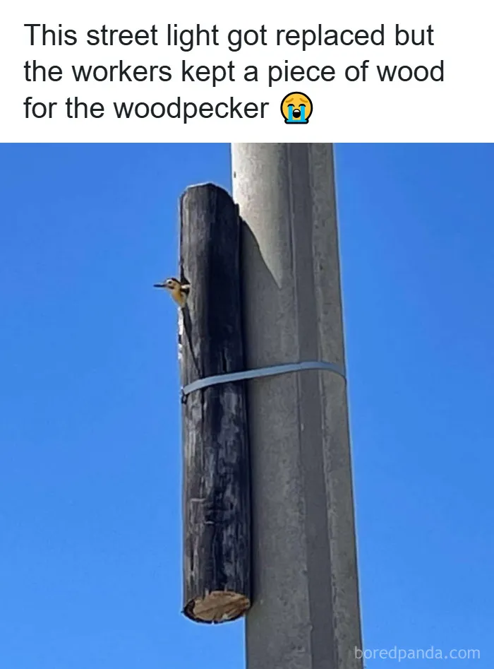 50 Animal Memes That Remind Us Life’s Better With A Little Fur And Chaos (New Pics)