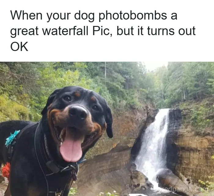 50 Animal Memes That Remind Us Life’s Better With A Little Fur And Chaos (New Pics)
