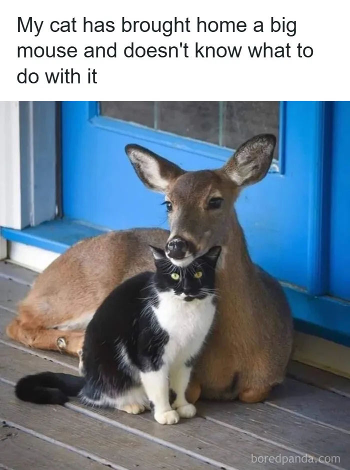 50 Animal Memes That Remind Us Life’s Better With A Little Fur And Chaos (New Pics)