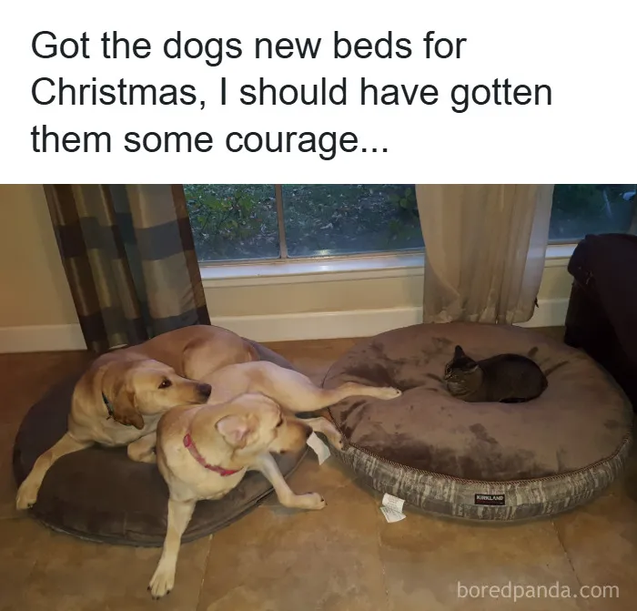 50 Animal Memes That Remind Us Life’s Better With A Little Fur And Chaos (New Pics)
