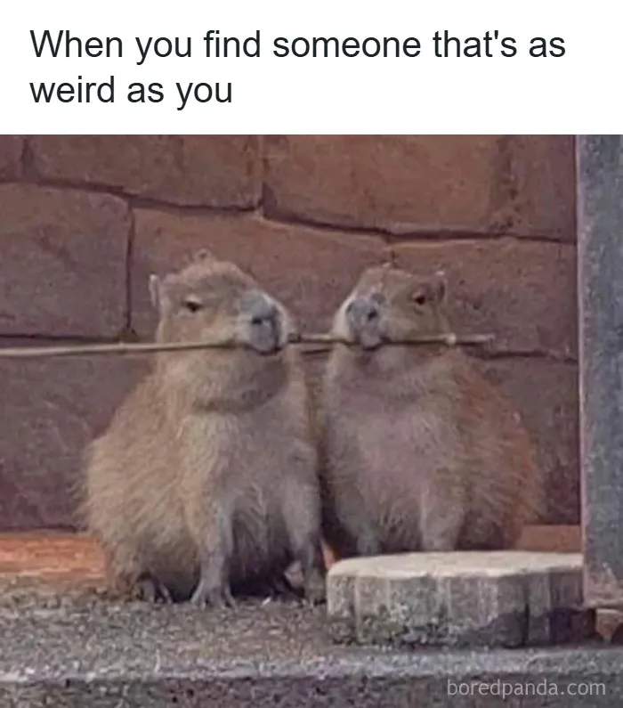 Two capybaras holding a stick together, showing a wholesome animal moment and playful companionship.
