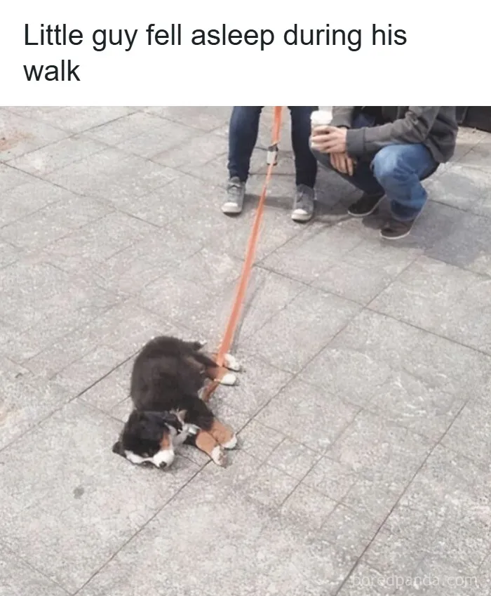 Small dog sleeping on pavement during walk, with leash held by people nearby in wholesome animal memes.