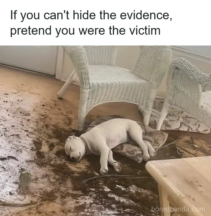 50 Hilarious Photos That Might Make You Love Animals Even More