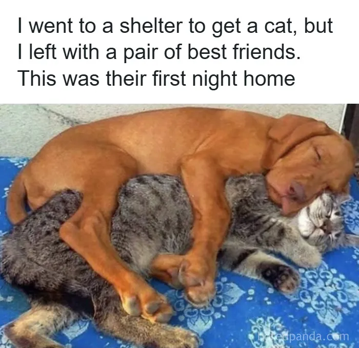 50 Hilarious Photos That Might Make You Love Animals Even More