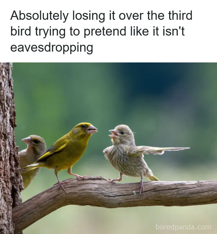 50 Hilarious Photos That Might Make You Love Animals Even More