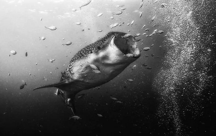 This Account Shares Some Of The Most Beautiful Wildlife Photos Ever Taken (25 Pics)