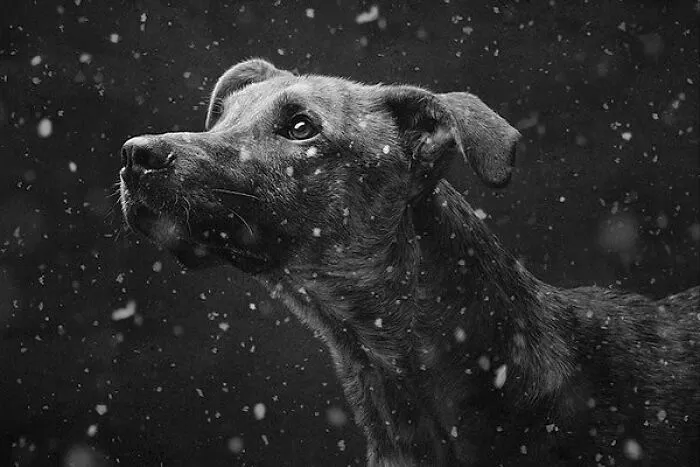 This Account Shares Some Of The Most Beautiful Wildlife Photos Ever Taken (25 Pics)