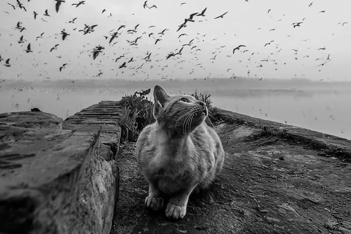 This Account Shares Some Of The Most Beautiful Wildlife Photos Ever Taken (25 Pics)
