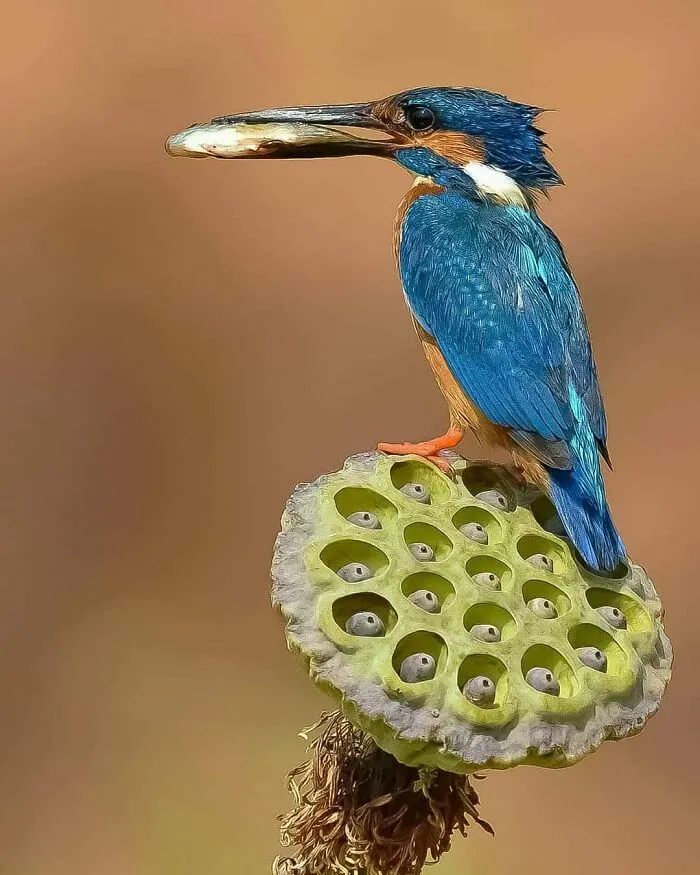 This Account Shares Some Of The Most Beautiful Wildlife Photos Ever Taken (25 Pics)
