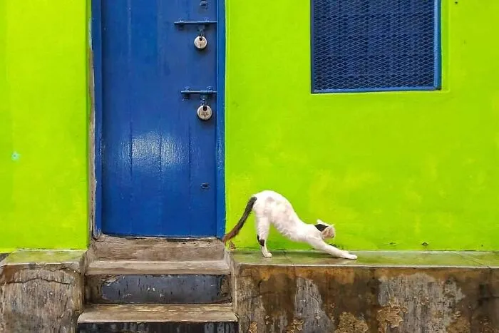 This Account Shares Some Of The Most Beautiful Wildlife Photos Ever Taken (25 Pics)