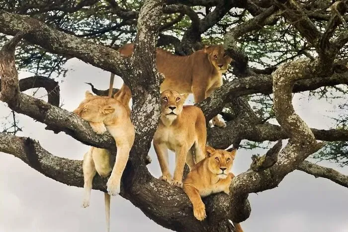 This Account Shares Some Of The Most Beautiful Wildlife Photos Ever Taken (25 Pics)