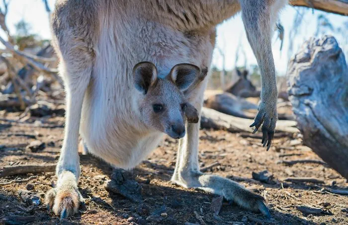 Newborn Joeys Are The Size Of A Jellybean 