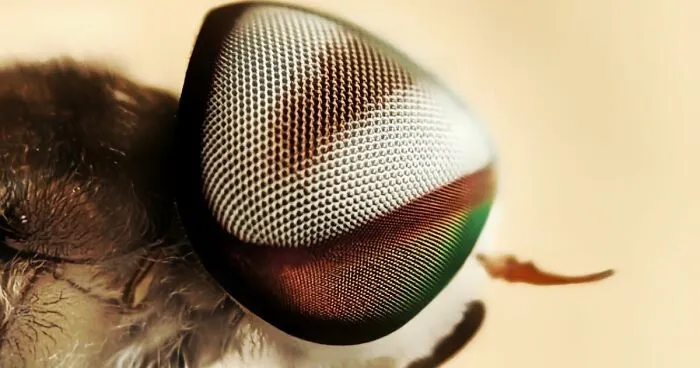 12 Stunning Macro Photos I Took With Oneplus 13r