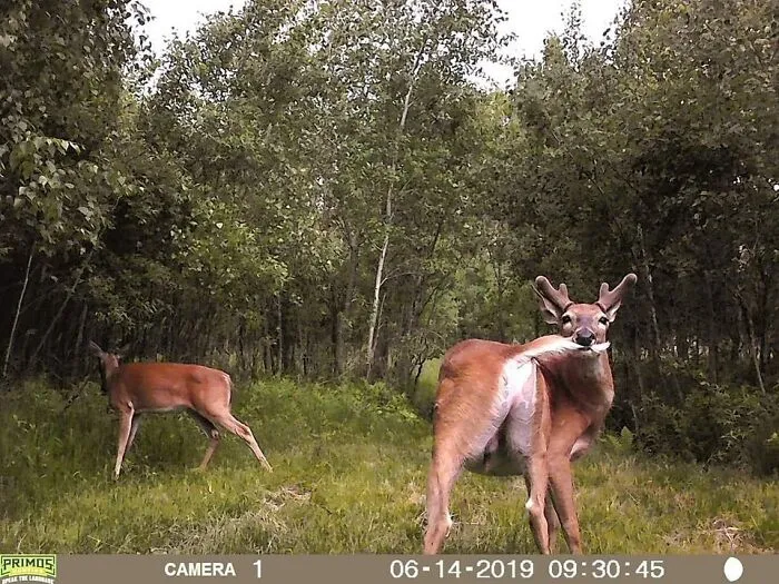 Silly Deer