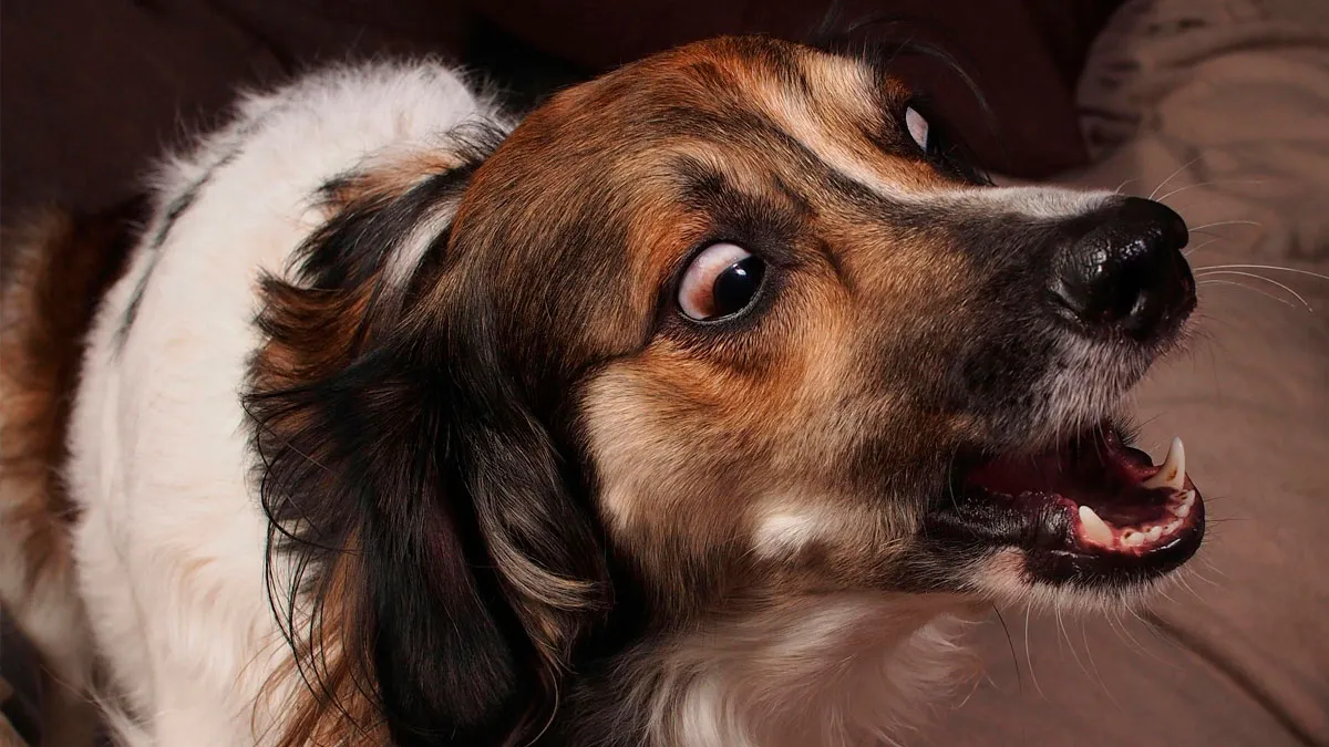 “Most Burglars Are Not Exactly Intelligent”: 47 Ways You Can Outsmart Burglars And Protect Your Home