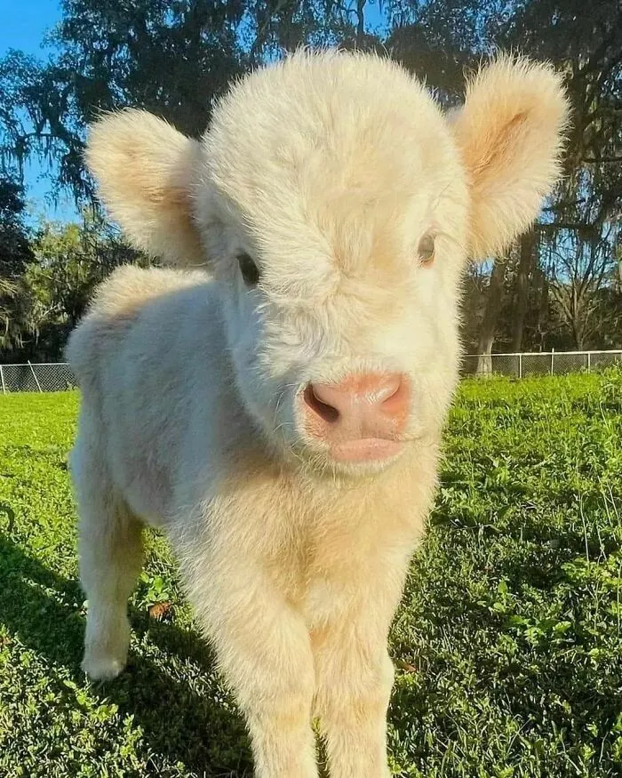 Moo Moo Everyone